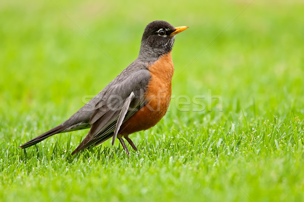 Stockfoto: Amerikaanse · grasachtig · gazon