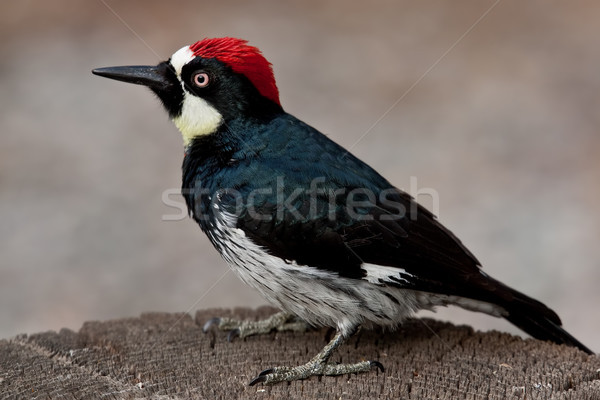 Acorn Woodpecker (Melanerpes Formicivorus) Stock photo © raptorcaptor