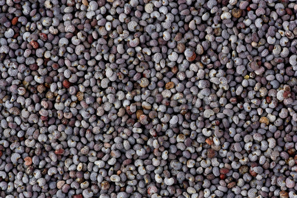 Poppy Seeds (Papaver somniferum) Stock photo © raptorcaptor