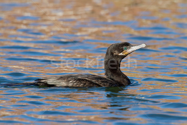 Víz természet madár vadvilág Stock fotó © raptorcaptor