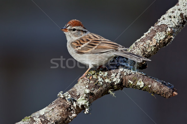Chipping Sparrow (Spizella passerina) Stock photo © raptorcaptor