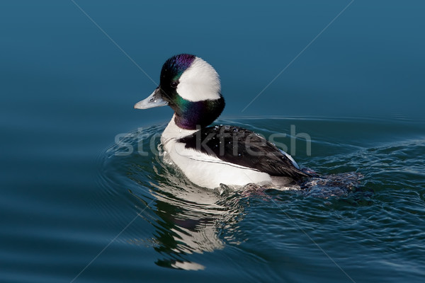 Adulto natureza pássaro mergulho Foto stock © raptorcaptor