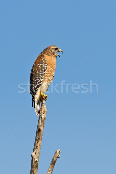 Sólyom felnőtt hív fa végtag Stock fotó © raptorcaptor