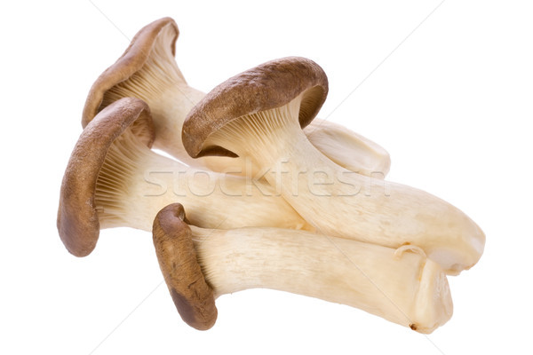 King Oyster Mushrooms (Pleurotus eryngii) Stock photo © raptorcaptor
