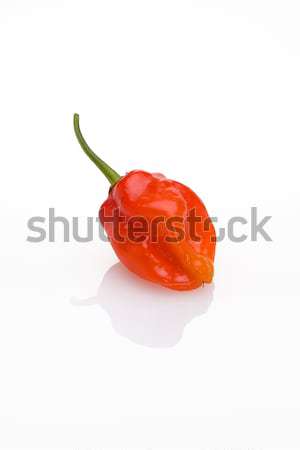 Datil Pepper (Capsicum chinense) Stock photo © raptorcaptor