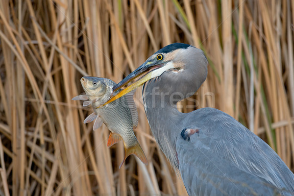 Great Blue Heron (Ardea herodias) Stock photo © raptorcaptor