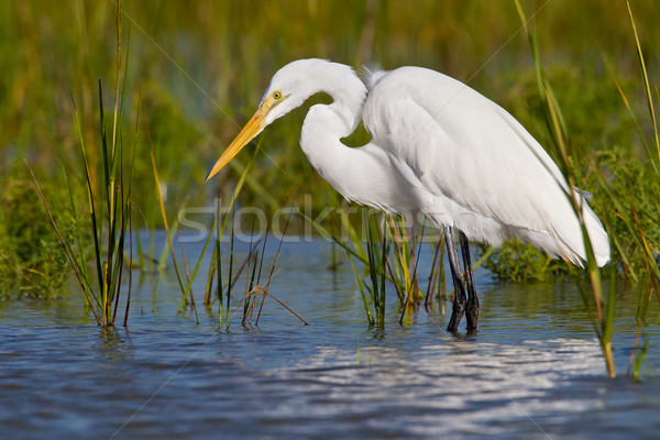 Great Egret (Ardea alba) Stock photo © raptorcaptor