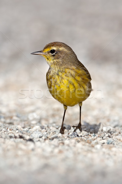 Palma pie camino de grava aves amarillo Foto stock © raptorcaptor