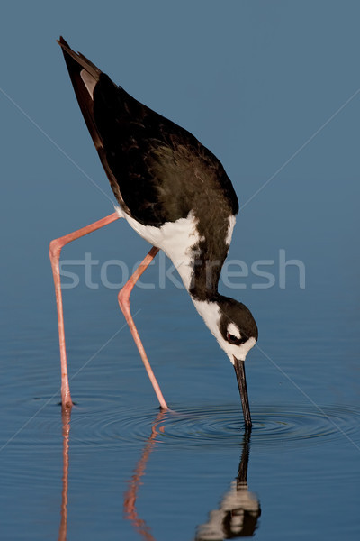 Black-necked Stilt (Himantopus mexicanus) Stock photo © raptorcaptor