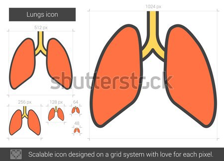 Human kidneys line icon. Stock photo © RAStudio