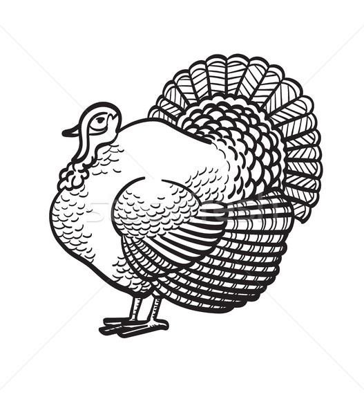 Stock photo: Thanksgiving day turkey hand drawn sketch icon.