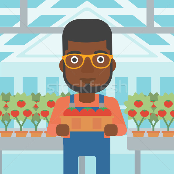 Stock foto: Landwirt · Sammeln · Mann · halten · Feld · Tomaten