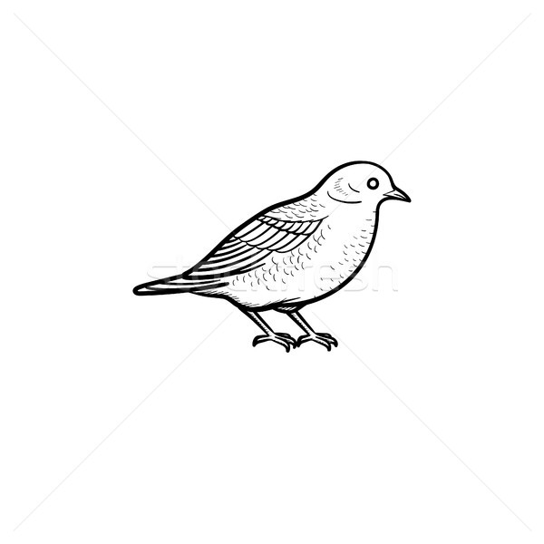 Bird hand drawn sketch icon. Stock photo © RAStudio