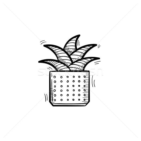 Mother-in-law tongue plant in a pot sketch icon. Stock photo © RAStudio