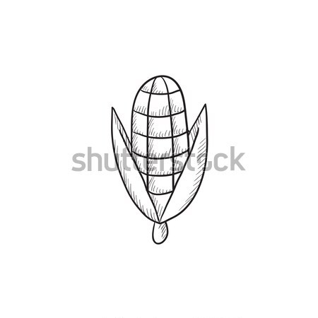 Corn sketch icon. Stock photo © RAStudio
