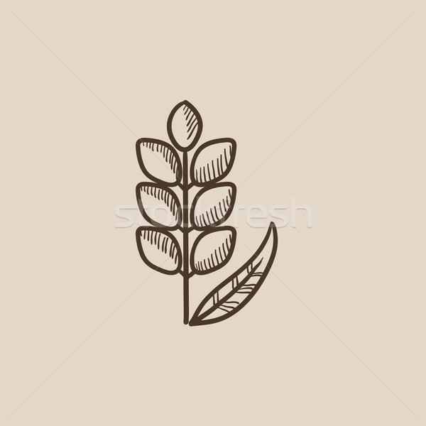 Wheat sketch icon. Stock photo © RAStudio
