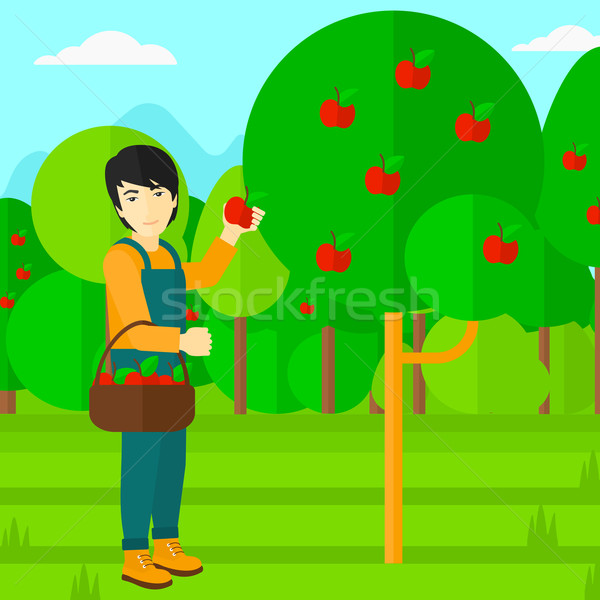 Stock photo: Farmer collecting apples.
