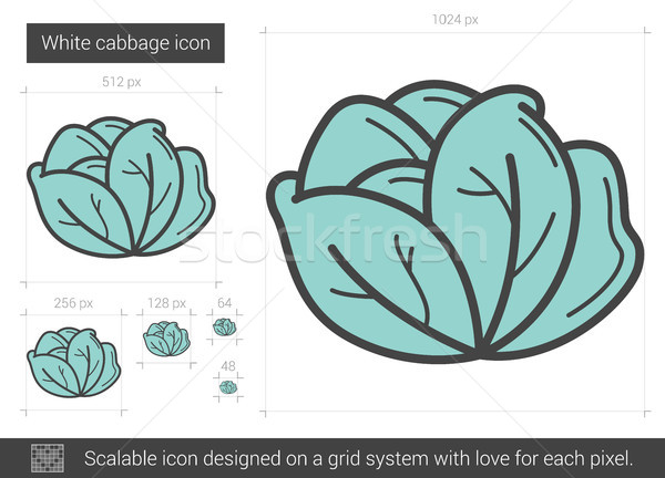 White cabbage line icon. Stock photo © RAStudio