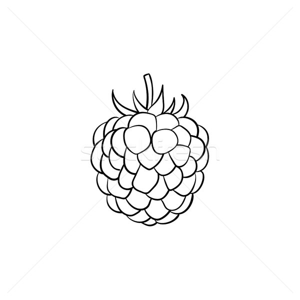 Blackberry hand drawn sketch icon. Stock photo © RAStudio