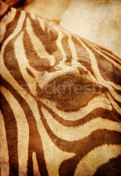African Zebra Stock photo © RAStudio