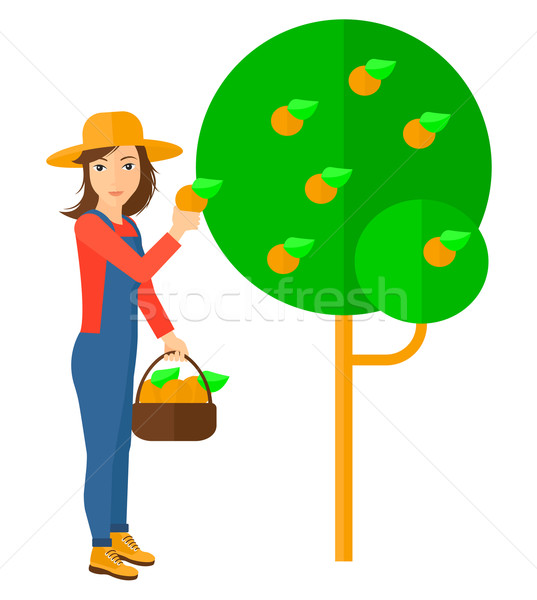 Farmer collecting oranges. Stock photo © RAStudio