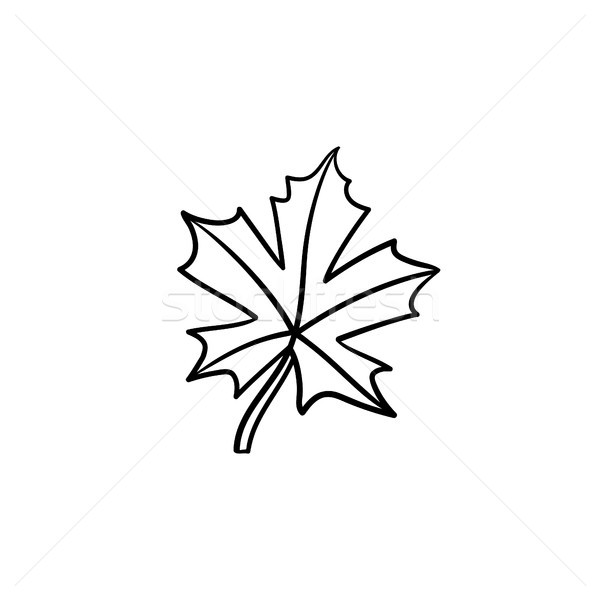 Maple leaf hand drawn sketch icon. Stock photo © RAStudio