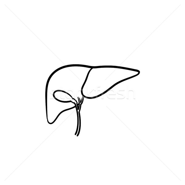 Stock photo: Human liver hand drawn outline doodle icon.
