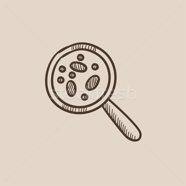 Microorganisms under magnifier sketch icon. Stock photo © RAStudio