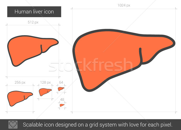 Menselijke lever lijn icon vector geïsoleerd Stockfoto © RAStudio