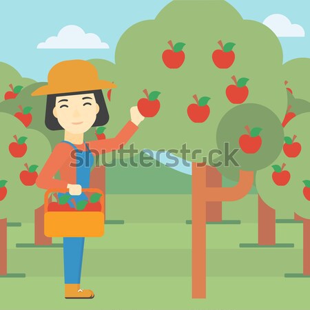 Stock photo: Farmer collecting apples.
