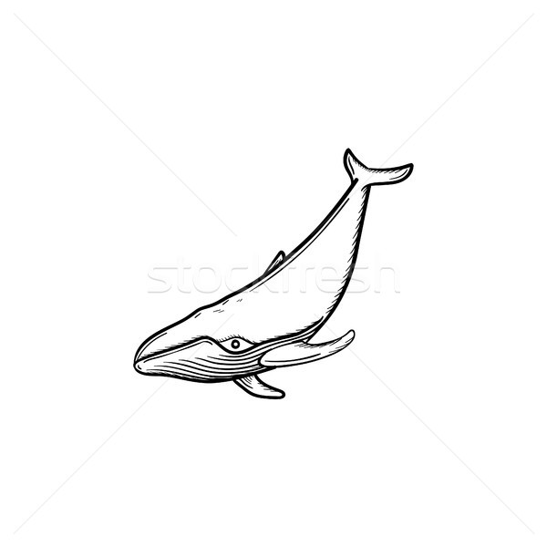 кит рисованной эскиз икона вектора Сток-фото © RAStudio