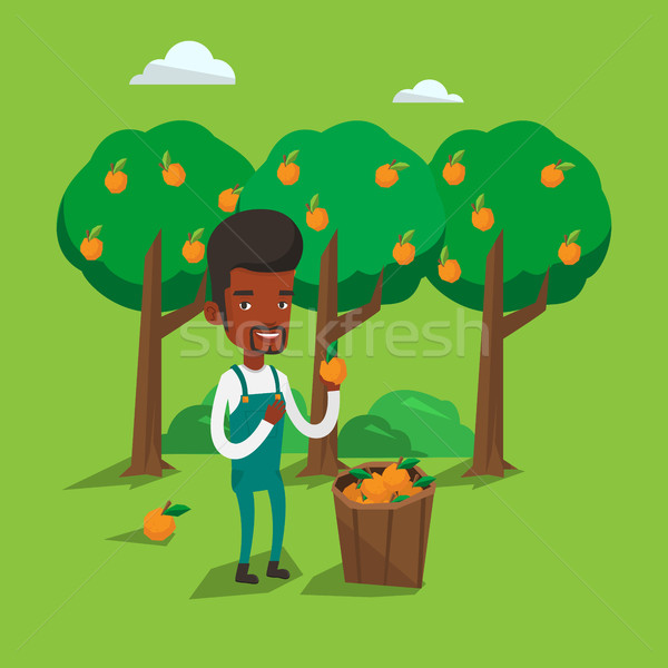 Farmer collecting oranges vector illustration. Stock photo © RAStudio