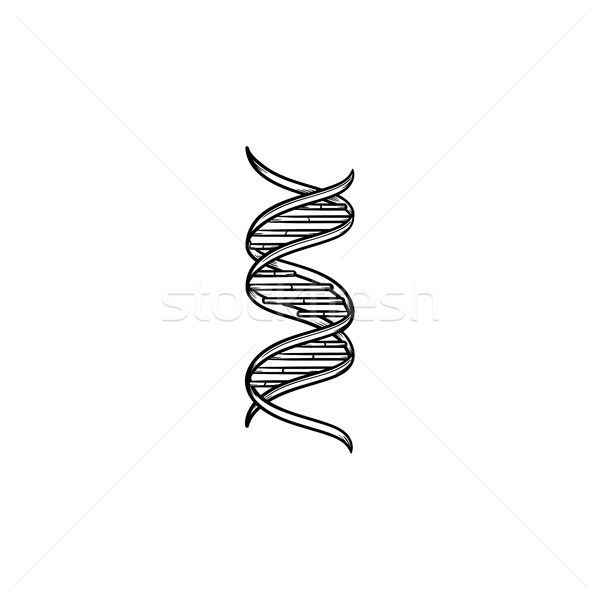 DNA genetic chain hand drawn outline doodle icon. Stock photo © RAStudio
