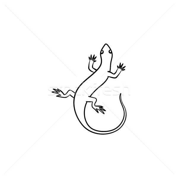 Salamander hand drawn sketch icon. Stock photo © RAStudio
