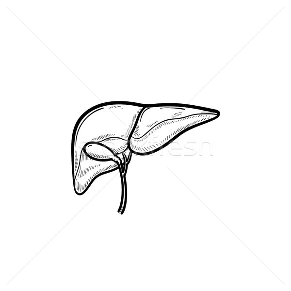 Insan karaciğer karalama ikon Stok fotoğraf © RAStudio