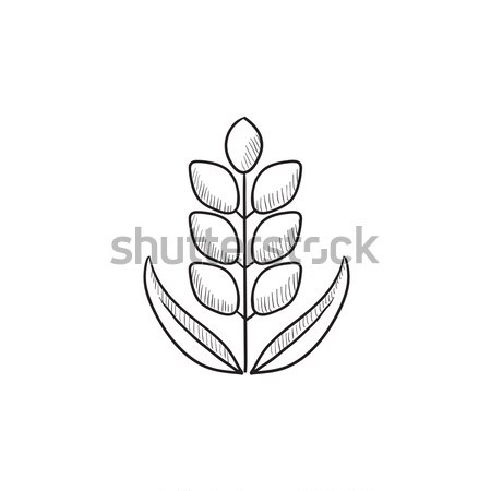 Wheat sketch icon. Stock photo © RAStudio