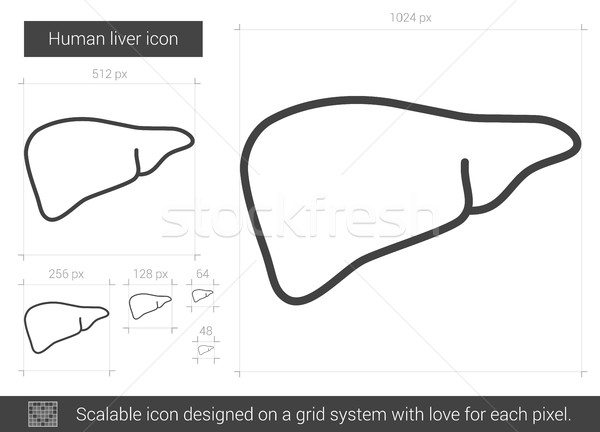 Human liver line icon. Stock photo © RAStudio