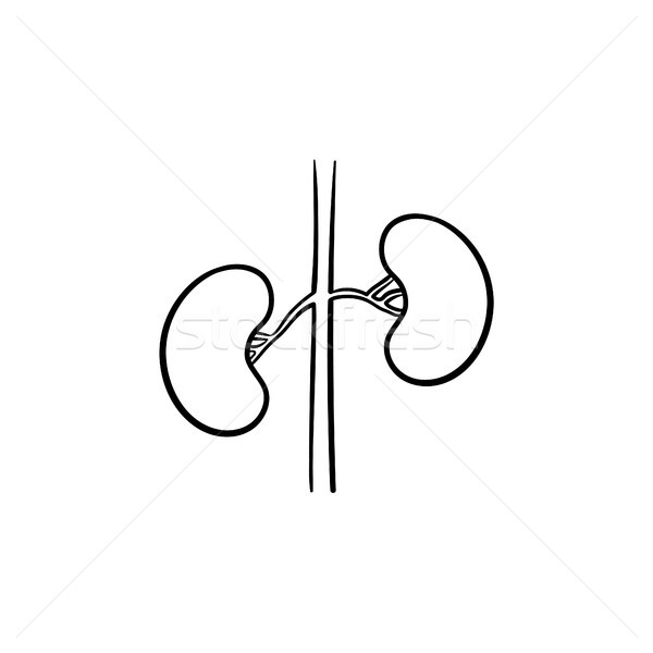 Dibujado a mano garabato icono riñón trasplante Foto stock © RAStudio