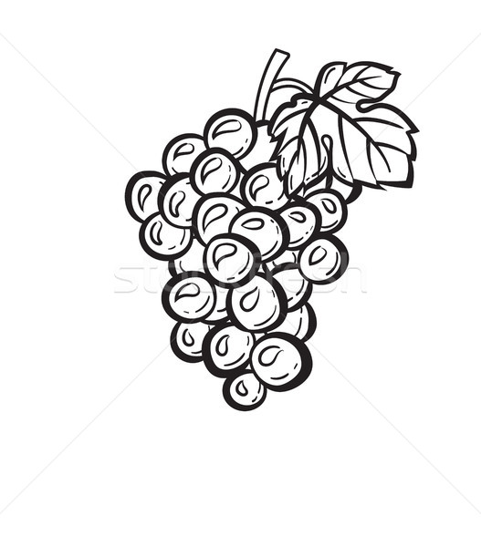 Cluster of grapes hand drawn sketch icon. Stock photo © RAStudio