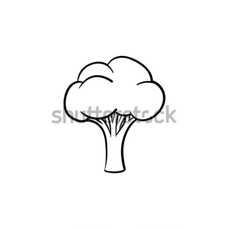 Broccoli schets icon schets doodle Stockfoto © RAStudio