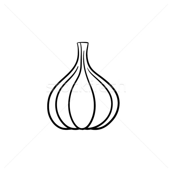 Garlic head hand drawn sketch icon. Stock photo © RAStudio