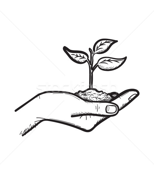 Human hand with sprout hand drawn sketch icon. Stock photo © RAStudio