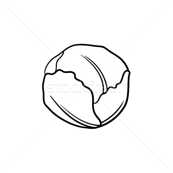 White cabbage hand drawn sketch icon. Stock photo © RAStudio