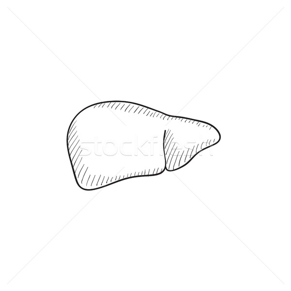 Foie croquis icône vecteur isolé dessinés à la main [[stock_photo]] © RAStudio