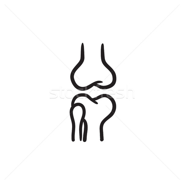 Knie Joint Skizze Symbol Vektor isoliert Stock foto © RAStudio