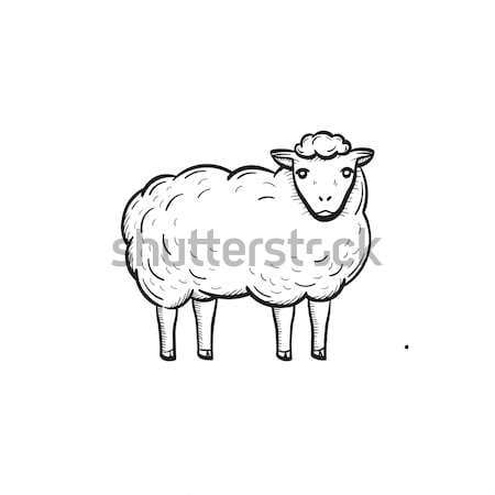 Sheep hand drawn sketch icon. Stock photo © RAStudio