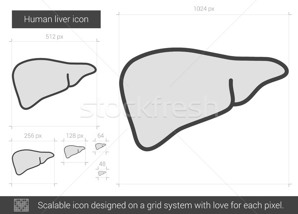 Menselijke lever lijn icon vector geïsoleerd Stockfoto © RAStudio