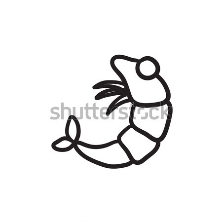 drawing sketch of shrimp Stock Vector  Adobe Stock