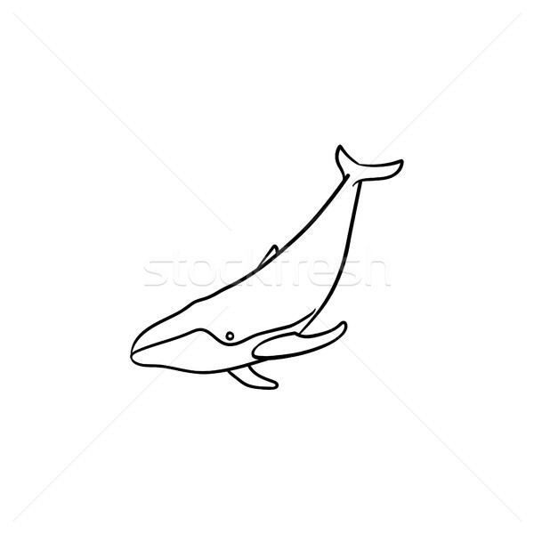 Wal Hand gezeichnet Skizze Symbol Gliederung Doodle Stock foto © RAStudio