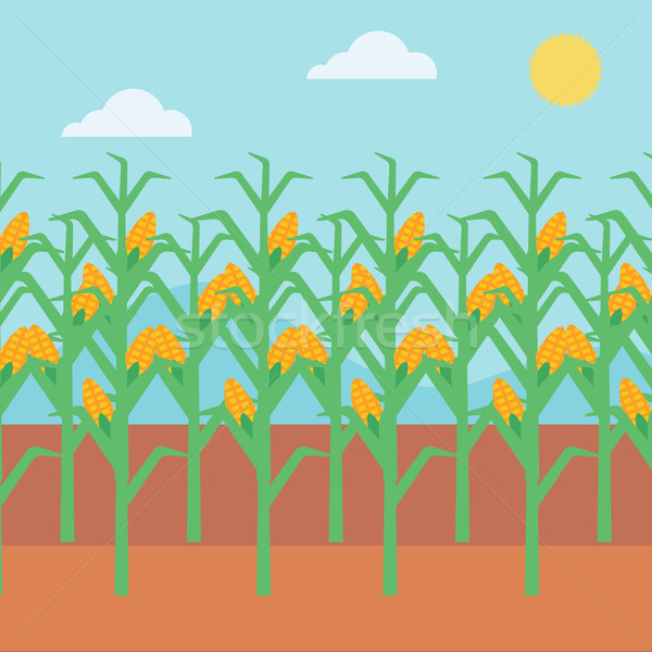 Stock photo: Background of corn field.